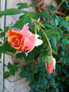 The roses went ahead and blossomed even after everyone left the scene.  The stick bug found another home upon which to swell, but was never again seen by the artist or the girl.