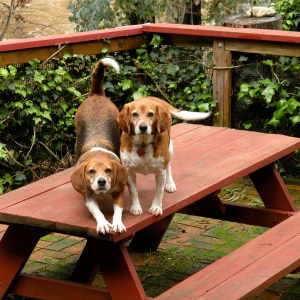 Bosco stretches for his morning run.  Penny, she's already thought of ways to outsmart him when they reach the river.