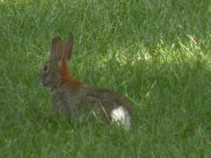 Which way did he go? Which way did he go?